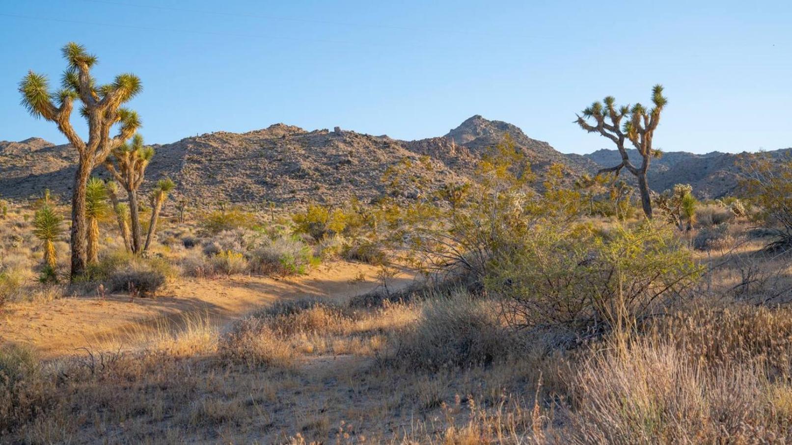 Experience Desert Serenity Gateway To Joshua Tree Zewnętrze zdjęcie